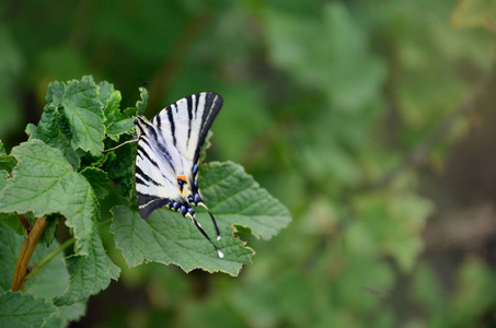 稀有的凤蝶 Iphiclides podalirius 罕见的欧洲蝴蝶坐在盛开的树莓灌木上