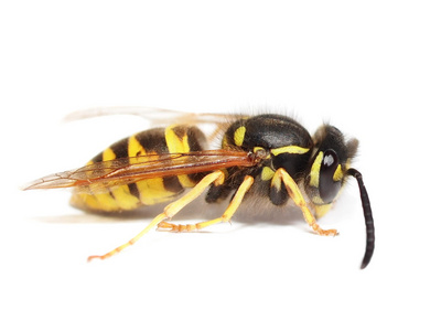 欧洲黄蜂黄胡蜂德国小蠊,白色背景上孤立照片