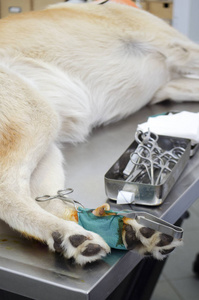 兽医门诊外翻爪中犬腿的图像图片