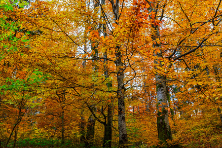 秋天的树林在罗马尼亚