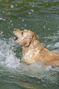 金色猎犬在湖中快速奔跑