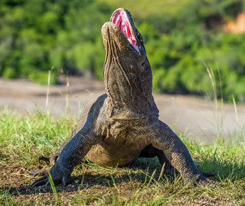 科莫多龙巨蜥 komodoensis 抬起头, 张开嘴巴。它是世界上最大的活蜥蜴。Rinca 岛印度尼西亚