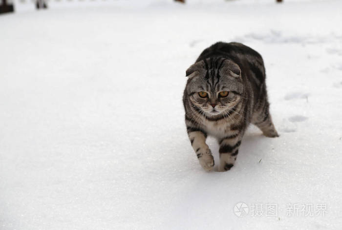 在雪中的猫