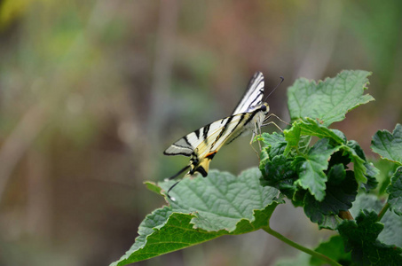 稀有的凤蝶 Iphiclides podalirius 罕见的欧洲蝴蝶坐在盛开的树莓灌木上