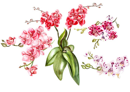 美丽的水彩花集图片 美丽的水彩花集素材 美丽的水彩花集插画 摄图新视界 美丽的水彩花集图片 美丽的水彩花集素材 美丽的水彩花集插画 摄图新视界
