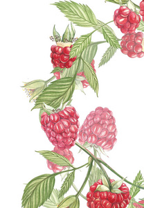 手绘水彩画覆盆子在白色背景。框架植物例证。卡片设计用花和叶子