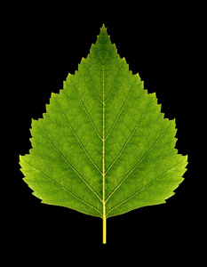 森林地板在犹他州与金黄的杨树叶子和分支动画片夏天