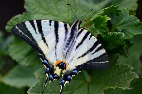 稀有的凤蝶 Iphiclides podalirius 罕见的欧洲蝴蝶坐在盛开的树莓灌木上