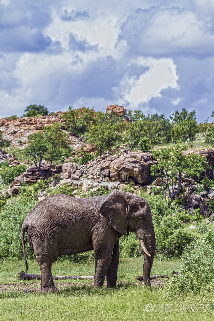 非洲丛林大象在马蓬国家公园南非