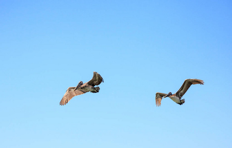 褐色鹈鹕 Pelecanus 花蓟马飞越海洋在 Del