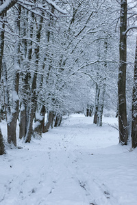 树公园冬雪