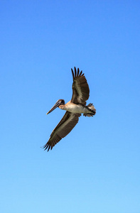 褐色鹈鹕 Pelecanus 花蓟马飞越海洋在 Del