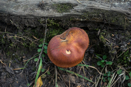 在阿尔泰山的红色蘑菇
