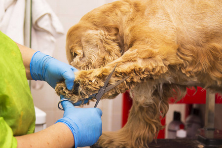 剪头发到一个可卡猎犬狗在理发师