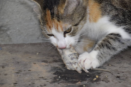 猫吃捉到的老鼠.家庭猎人照片