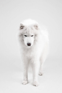美丽的白雪公主萨摩耶德犬在白色背景上