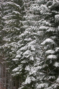 冬天树覆盖着雪