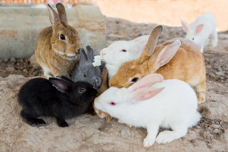 兔子在动物园里照片