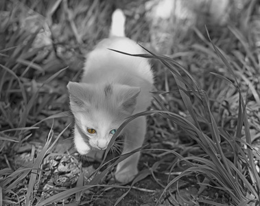白色小猫黑白照片图片