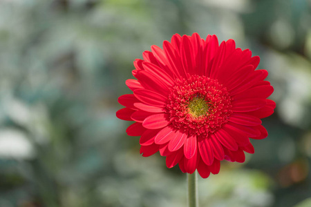 特写美丽的红色非洲菊雏菊和五颜六色的粉彩花。红色非洲菊雏菊在自然绿色庭院背景使用作为贺卡陈列和墙纸