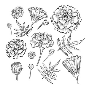 手绘万寿菊图片