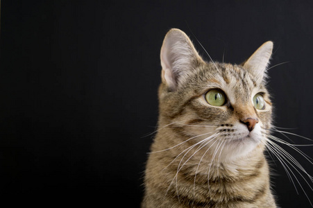 黑色条纹猫图片