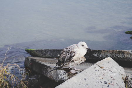 许多鸟在海海岸, 关闭狂放的生活图片