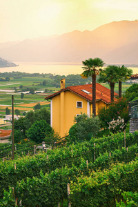 南瑞士农村的看法与房子农场葡萄园阿尔卑斯山和马焦雷湖