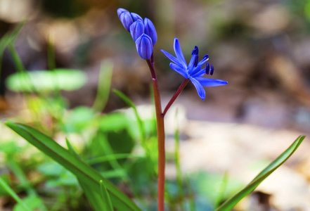 美丽的蓝色 squill 特写