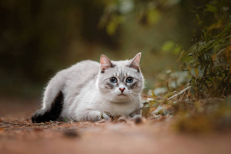 美丽的蓝眼睛猫，在秋天的树林