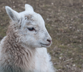 羔羊幼羊户外小羊的户外照片绵羊羊毛