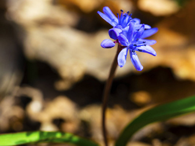 美丽的蓝色 squill 特写