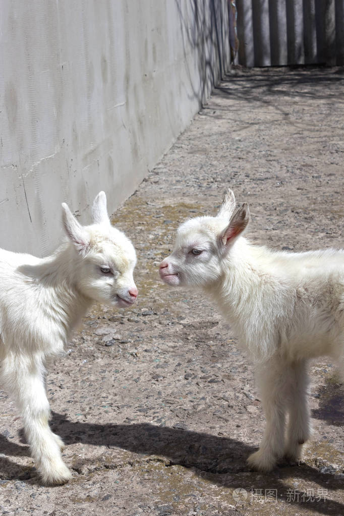 在农场的新生山羊小山羊画像