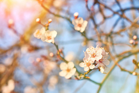 春天阳光下的杏花。软焦点