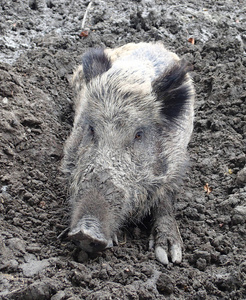 坐在泥地上的野猪