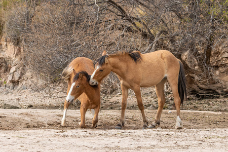 一匹野马在亚利桑那沙漠附近的盐河搏斗