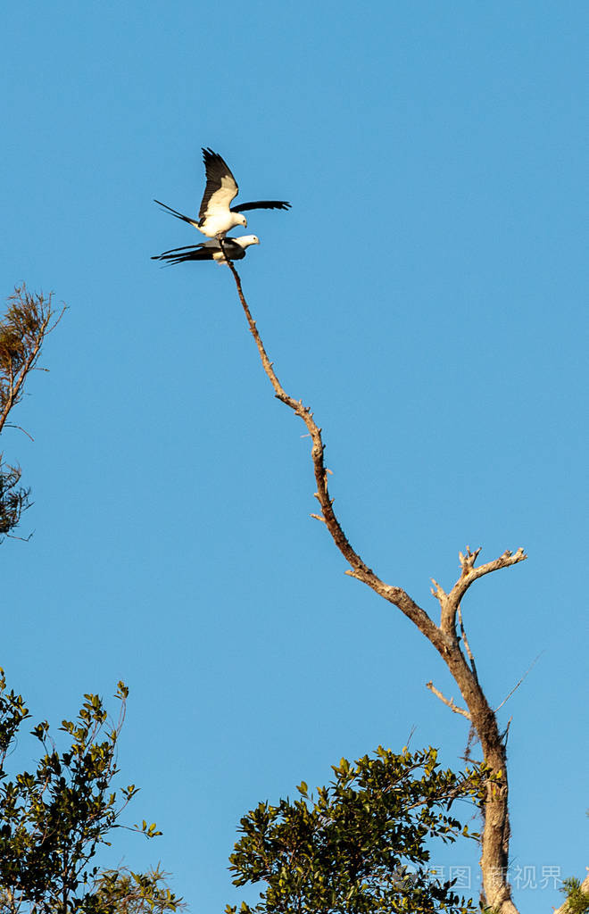 两只燕子尾的在一棵死树顶上交配