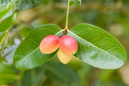 格龙达或 Carunda 水果热带水果