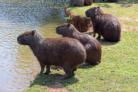 豚, 世界上最大的啮齿动物照片