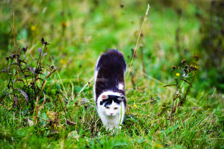 猎猫跳过草