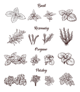 草药和香料的设置。标签的版画插图