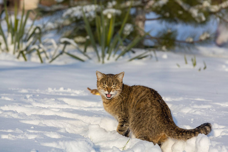 在雪只漂亮的猫