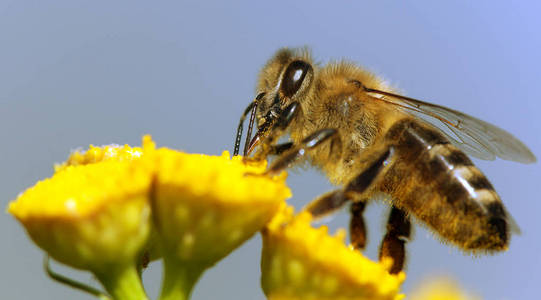 若被蜜蜂或拉丁文蜜蜂蜜蜂