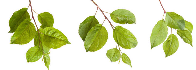 苹果树树枝插画图片