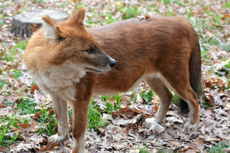 Dhole 在树林里