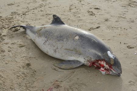港湾海豚死在沙滩上照片