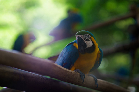 蓝色和黄色的鹦鹉鹦鹉坐在树枝上, 看着