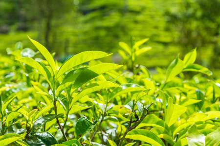 锡兰茶叶种植园的叶子