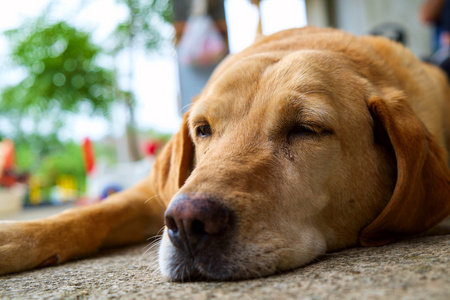 黄色的拉布拉多犬