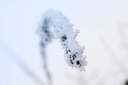 被雪覆盖的冰冻枝条